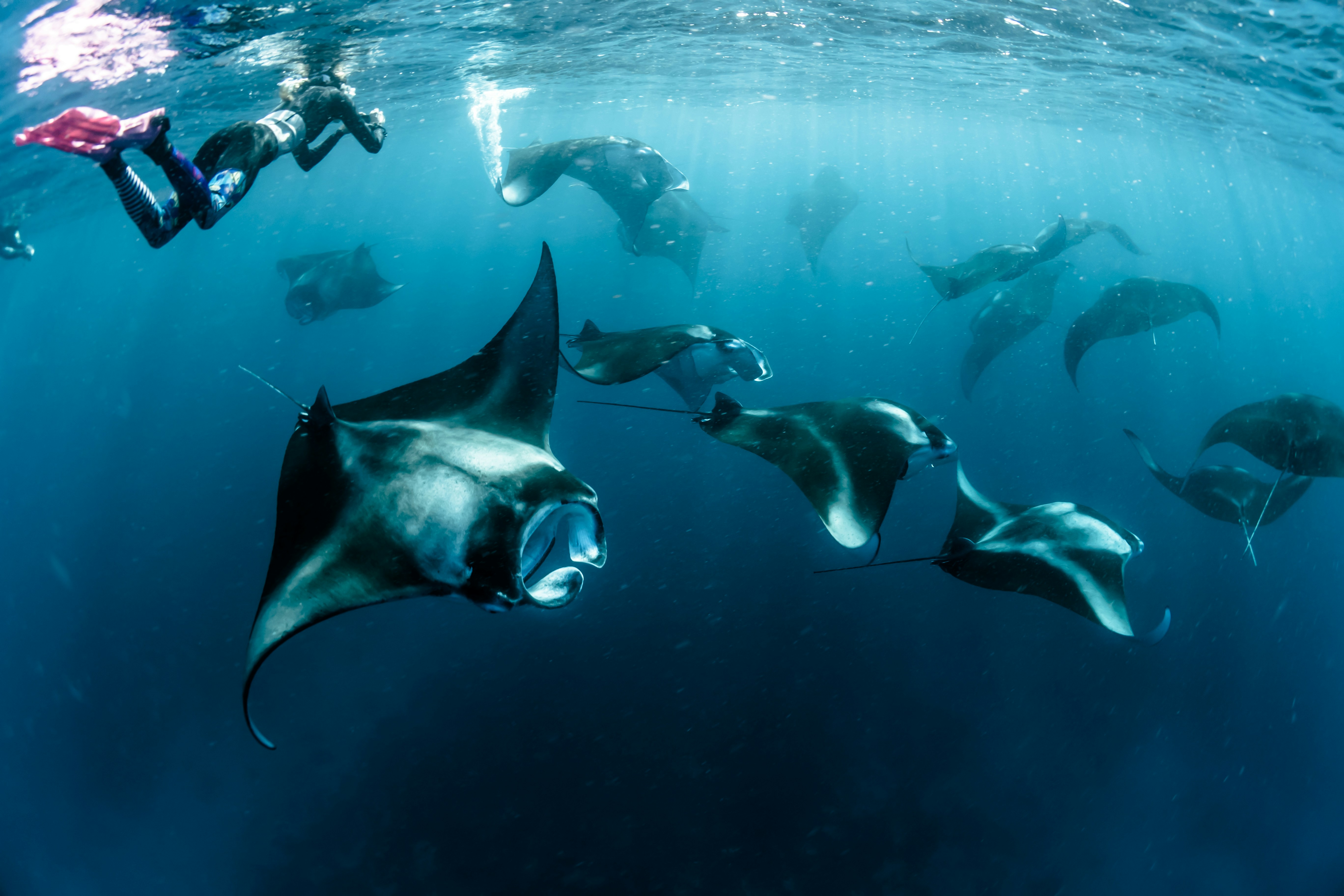 Manta Ray Snorkeling